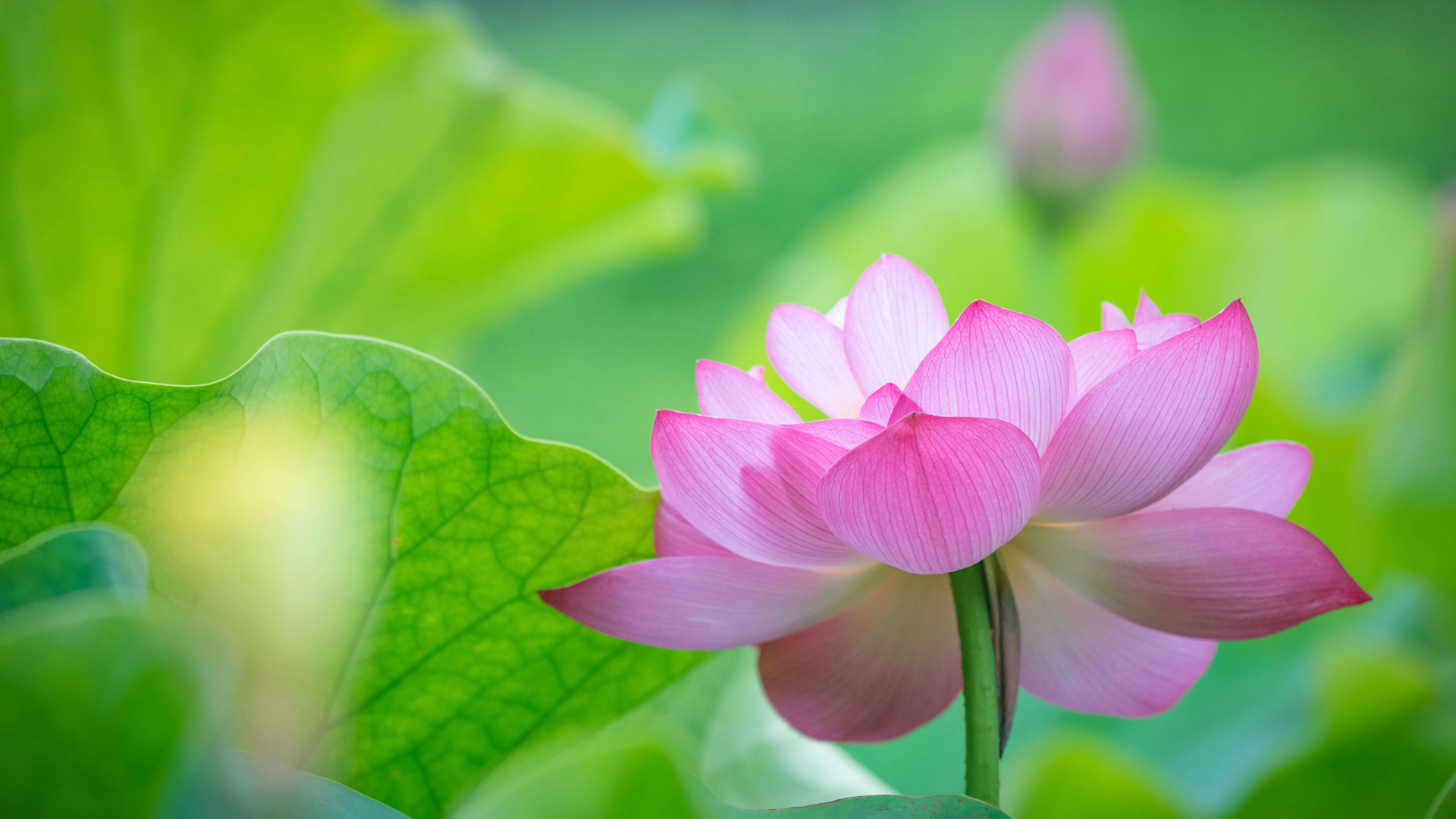 半生已过,万般皆命,顺其自然!