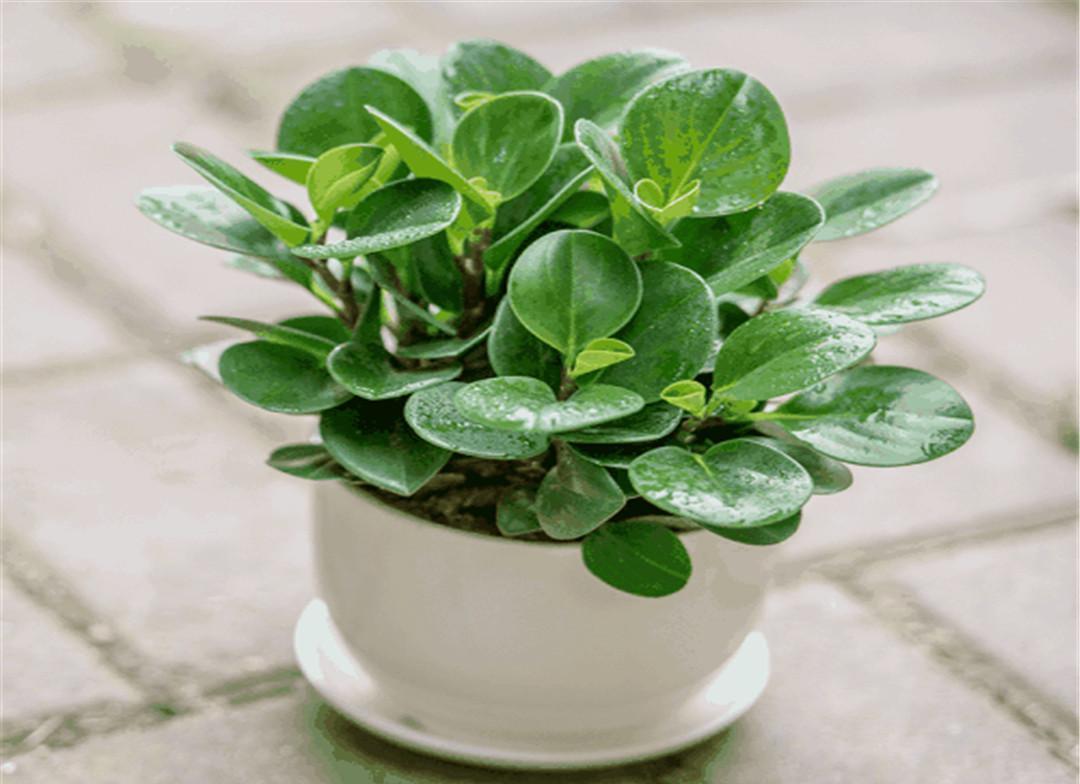 碧玉花浇水的正确方法,轻松养出葱绿盆景