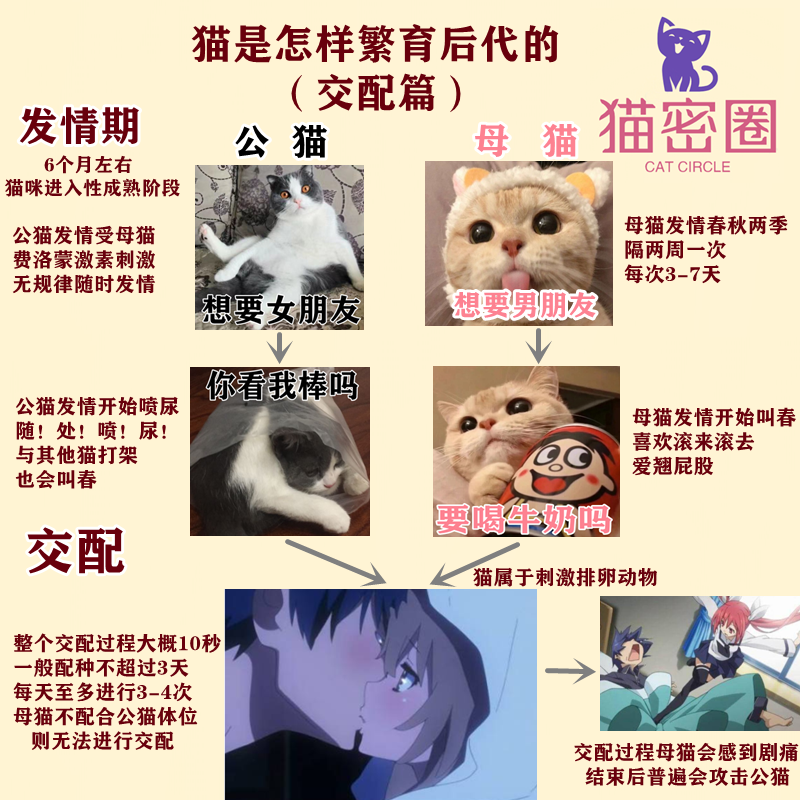 猫的繁殖过程图画图片