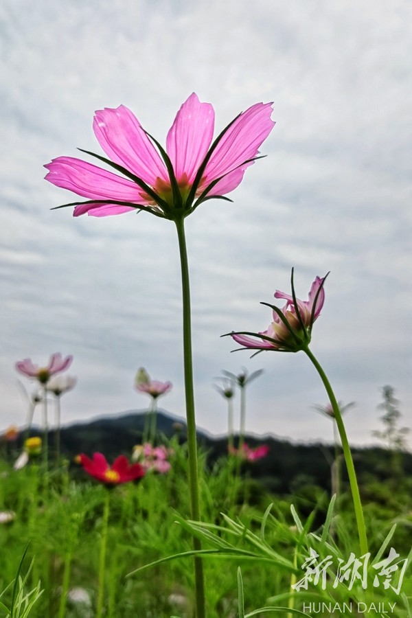 格桑花开