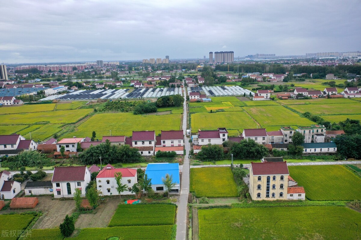 在江苏省如皋市的东陈镇山河社区,寒露时节的水稻陆续成熟