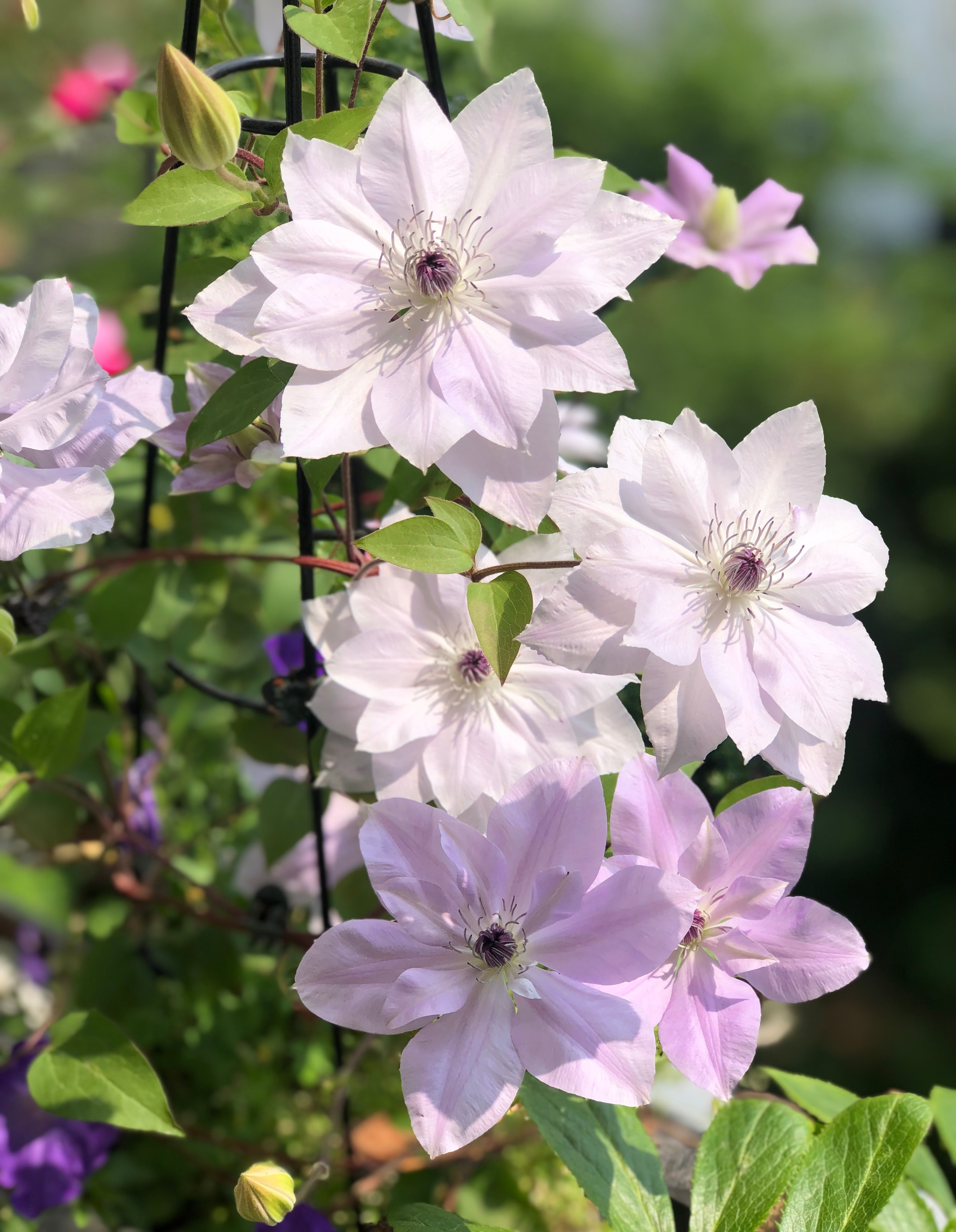 阳台养铁线莲,就选"倒影",株型紧凑,又美又仙,多季有花开