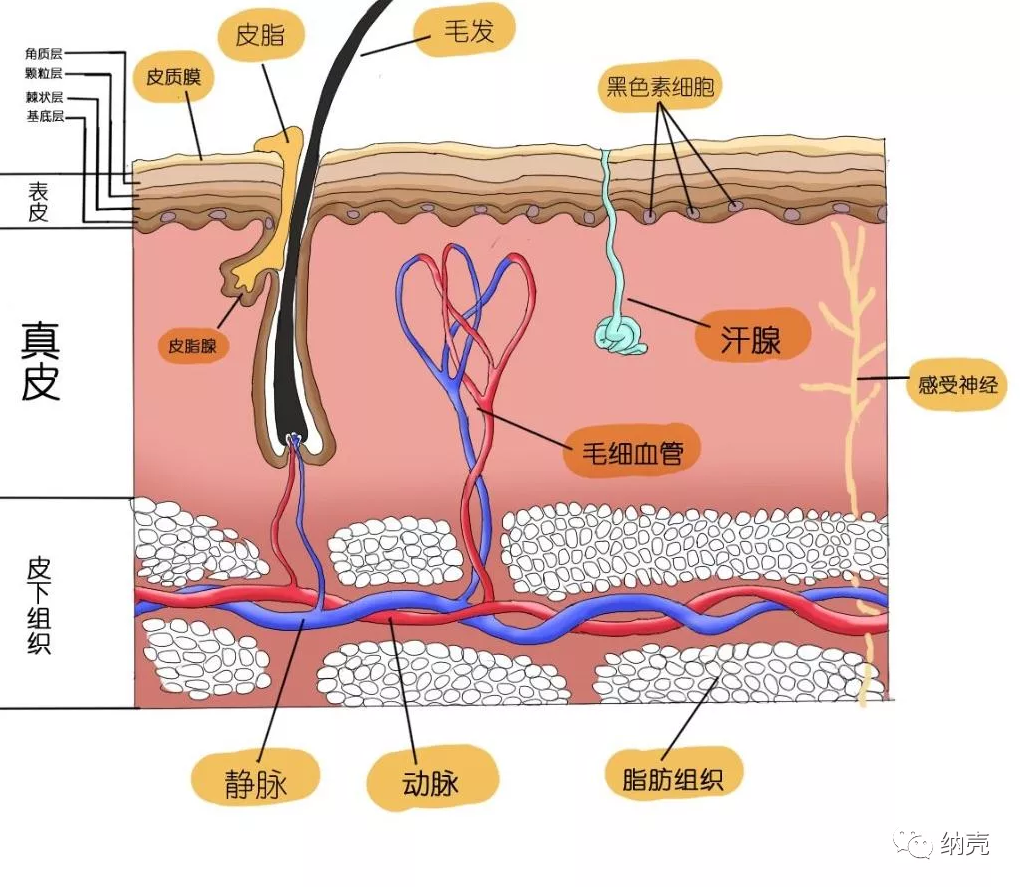 "中国科学院纳米壳聚糖透皮吸收技术原理"浅析