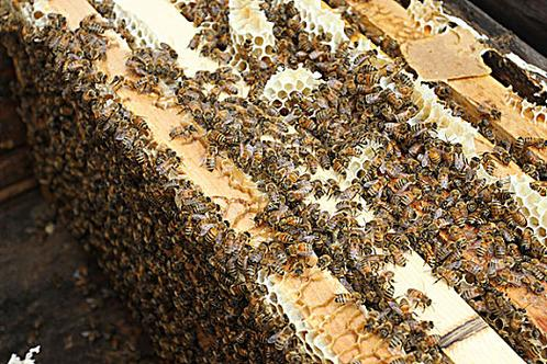 梦见蜂蜜是怎么回事周公解梦(梦见很蜂蜜)