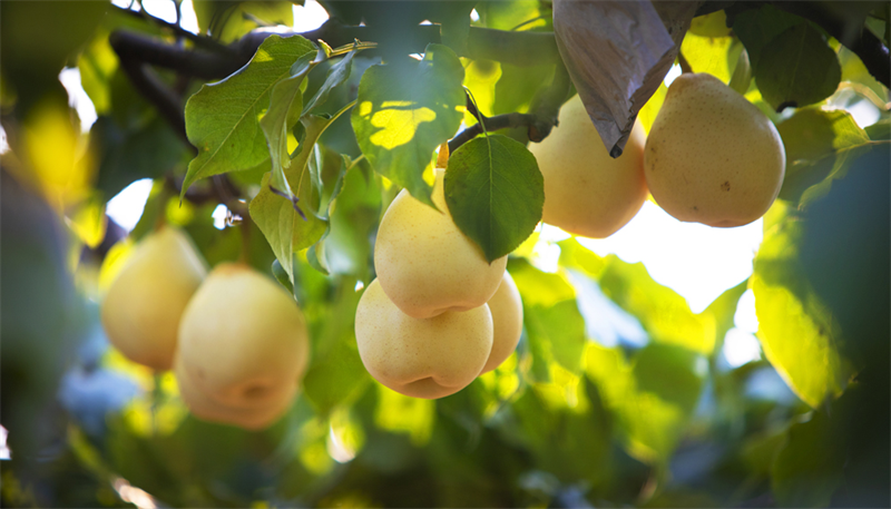 这么近 那么美 周末到河北丨邯郸(65)——魏县国家水利风景区