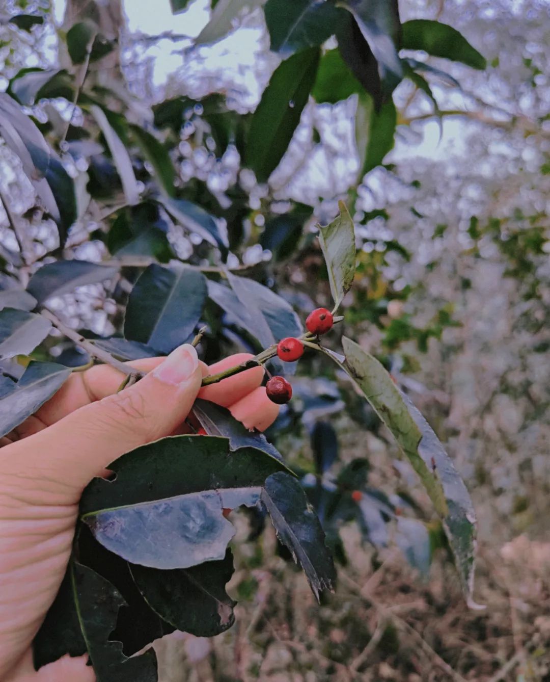 路面倒塌的松树枝,还未干透的小水坑,铺了一地厚厚的枯叶层,踩上去