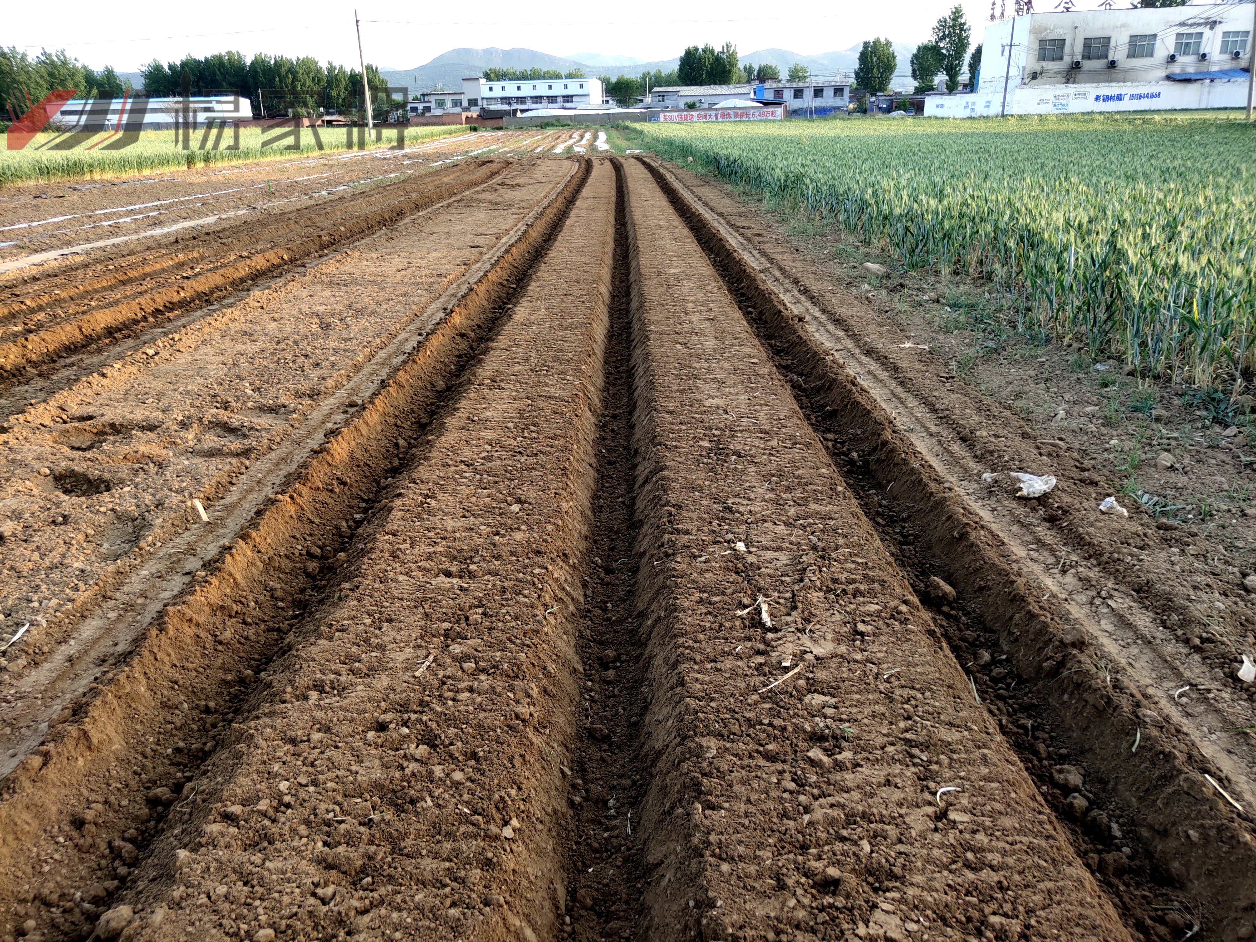 花生玉米间作套种技术