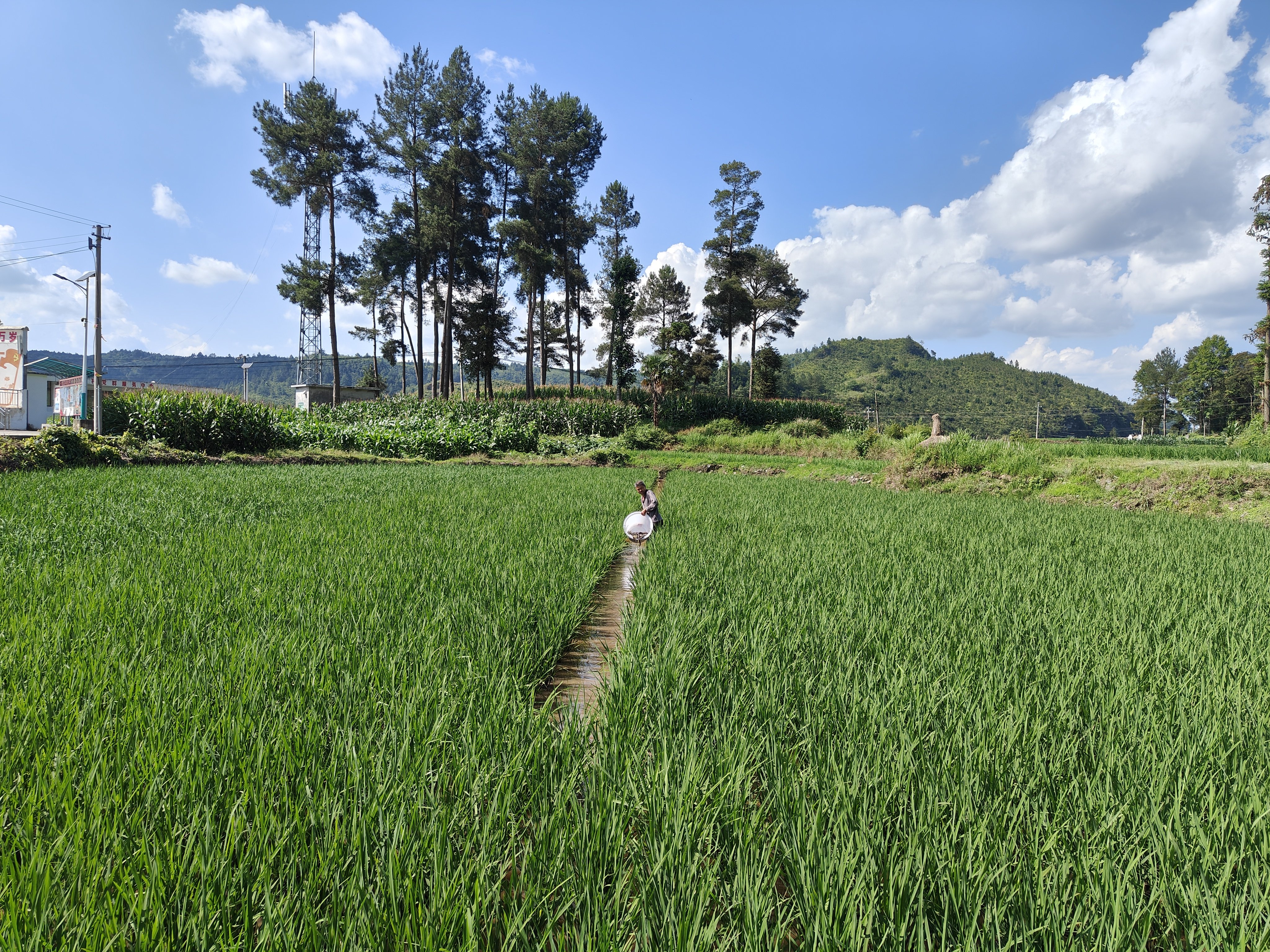 惠水县雅水镇:6500斤鱼苗下田 稻鱼共生促增收