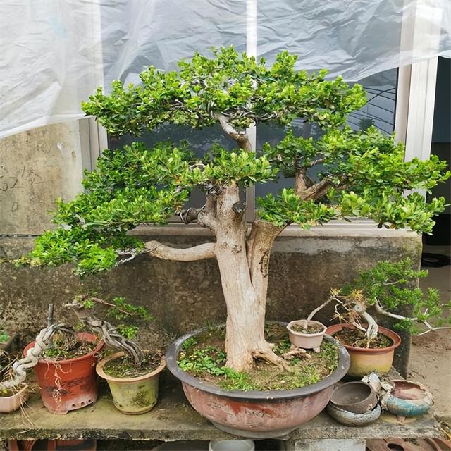 "院中不栽三树",可不是误导,是传下来的俗语,还是很有道理的