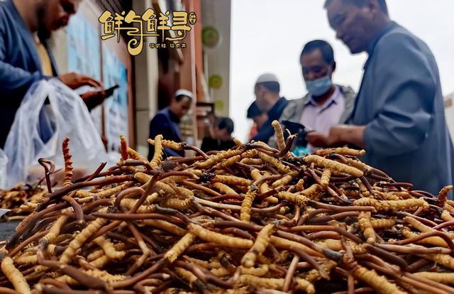 西藏冬虫夏草多少钱一斤?哪能买到正宗的冬虫夏草?