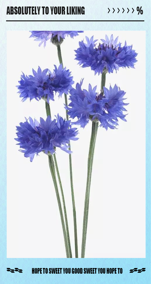 蓝色矢车菊:遇见幸福的德国国花