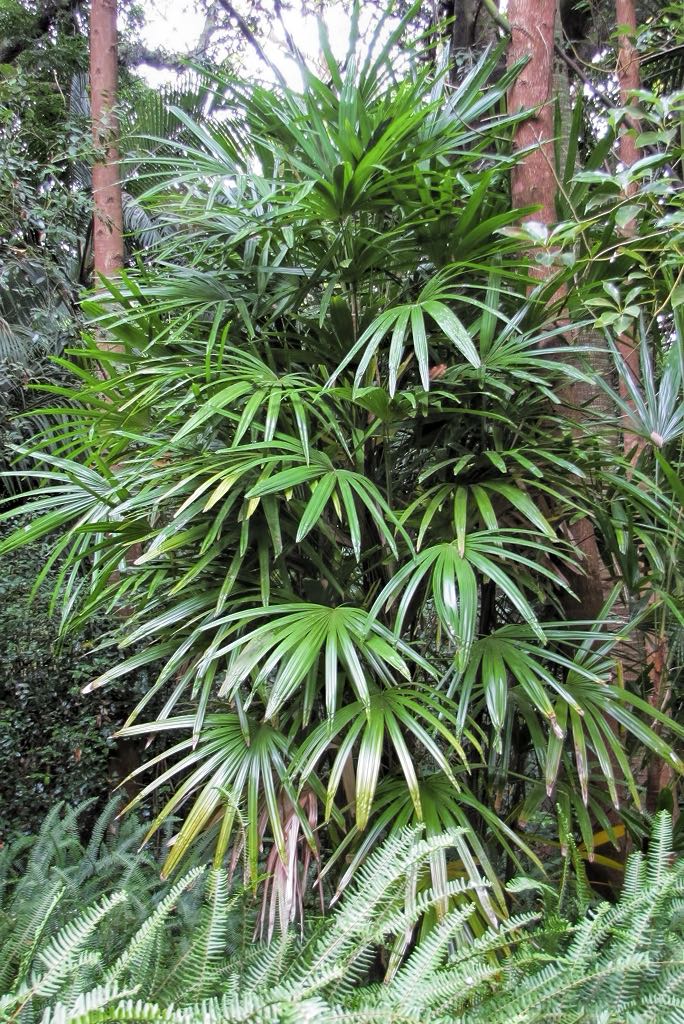 棕竹盆栽:绿意绽放的养殖诀窍与要点