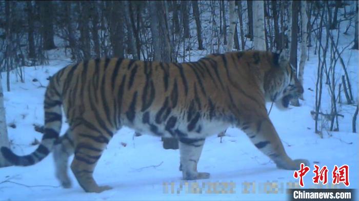 东北虎"完达山1号"再现身 体格较之前更健硕