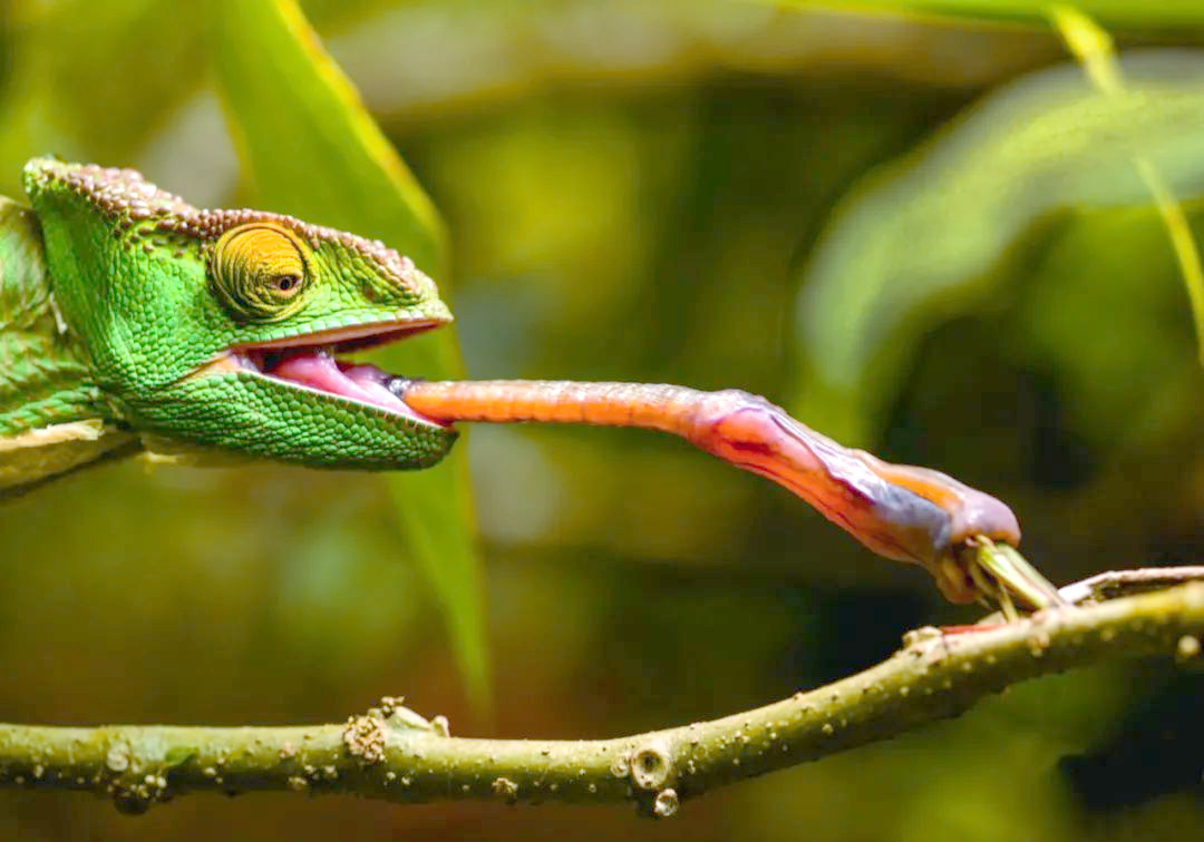 动物舌头上的多样生存技能