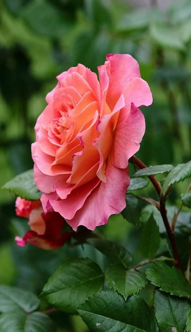 花卉微信头像推荐:展现春天美丽,提升个人气质