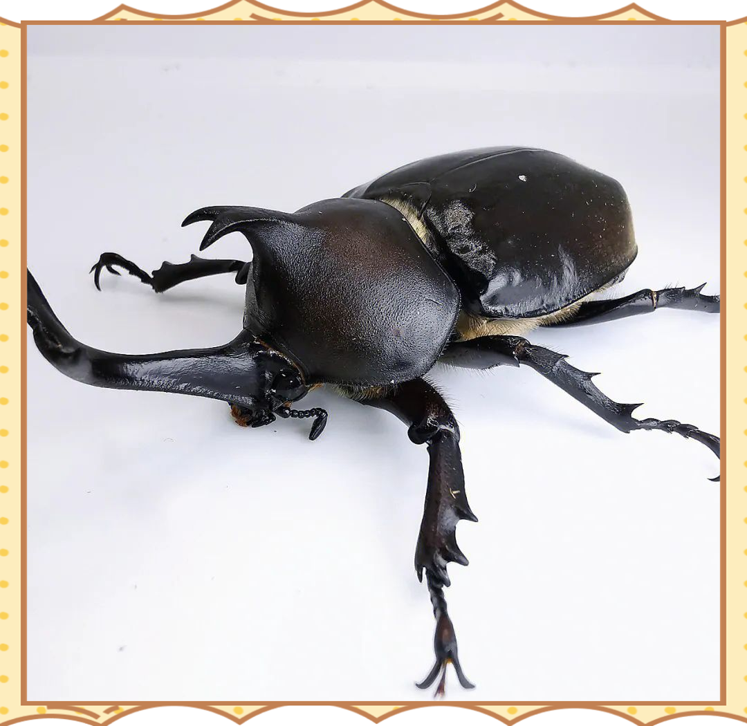 探索多样独角仙:世界昆虫中的佼佼者