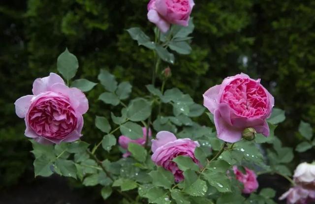 博斯科贝尔(boscobel)