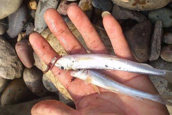 这种鱼为中国特有种,分布广泛,肉味鲜美,因酷似造船铁钉而得名