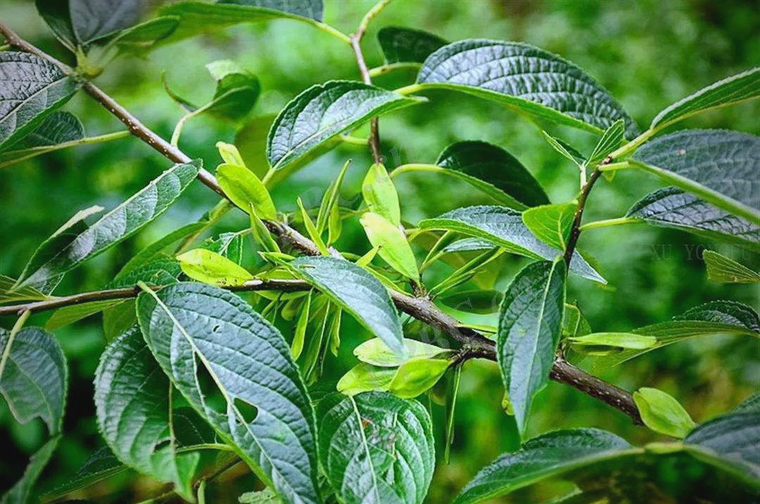 杜仲:林中宝藏,治疗腰痛,筋骨无力,胎动不安及高血压的良药