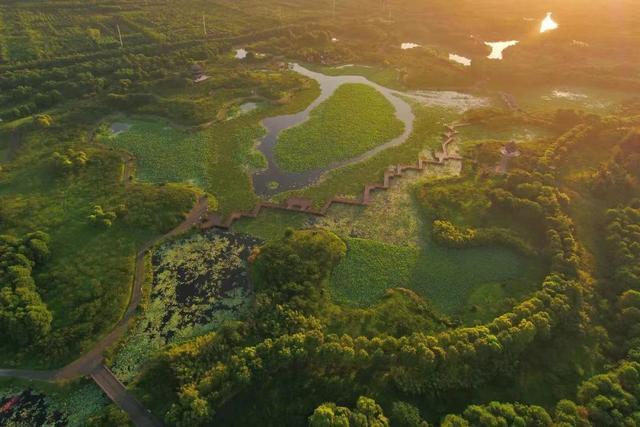 专访丨奉贤新城园林景观总顾问朱祥明:寻觅最佳"城市融合"森林城市可