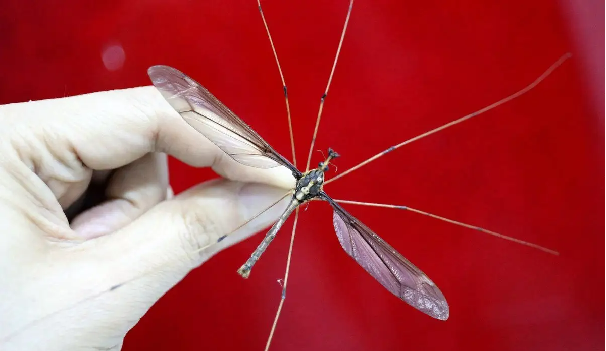 不顾反对!美国将放出24亿只转基因蚊子,有什么目的?