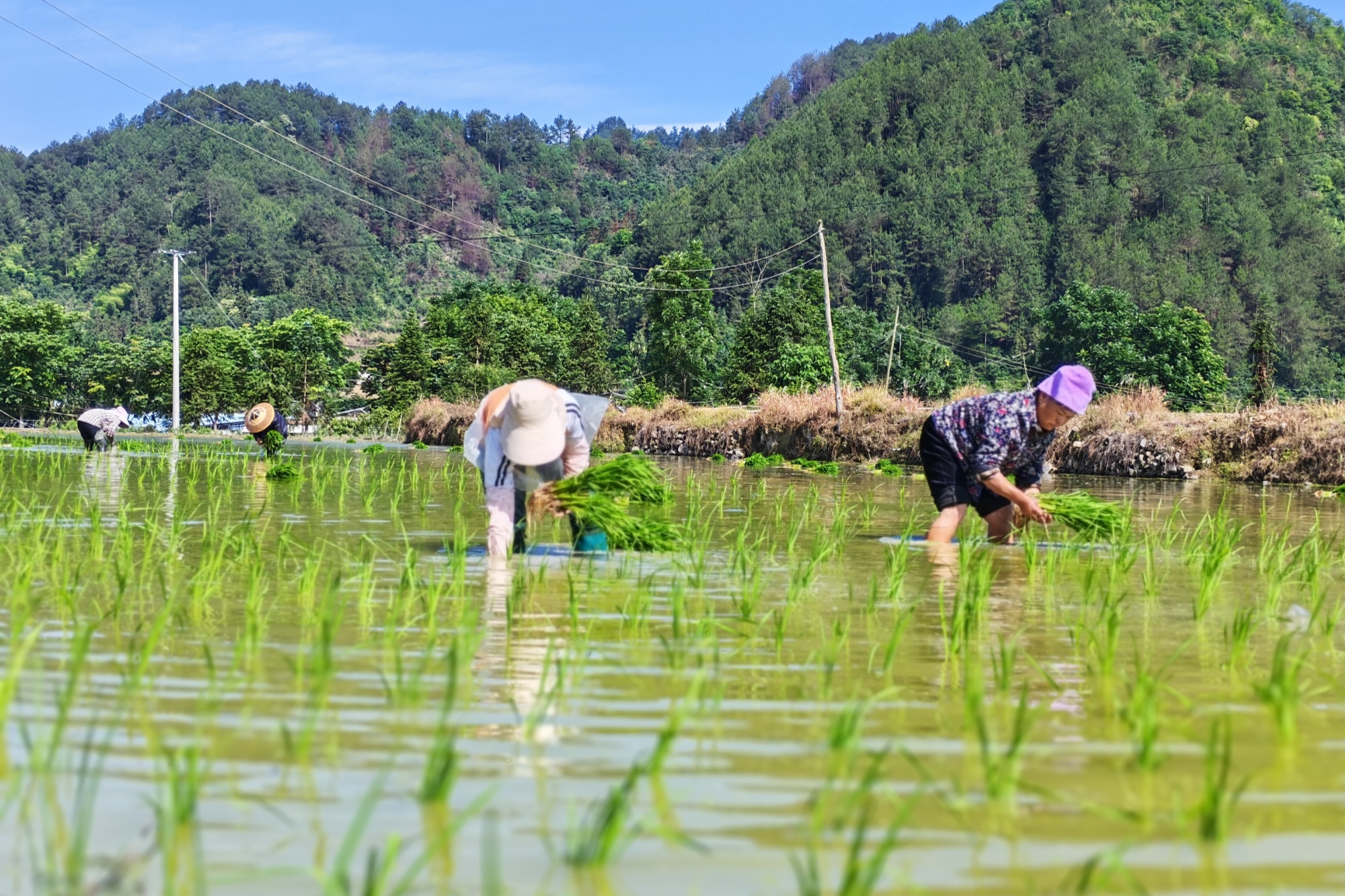 贵州施秉:农耕好时节 插秧种稻忙
