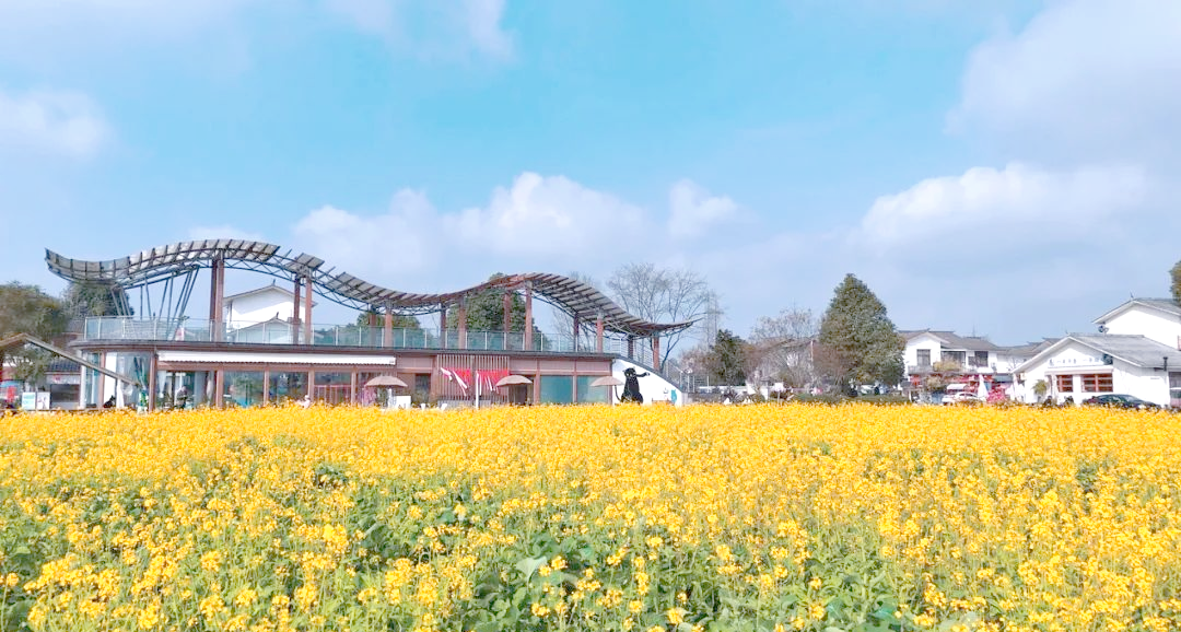 从崇州到道明,油菜花海让你流连忘返