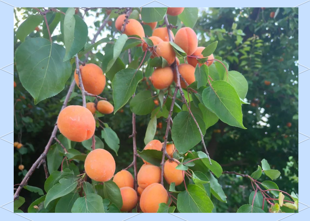 四间房镇的夏日丰收:杏子满枝头,果实香满园