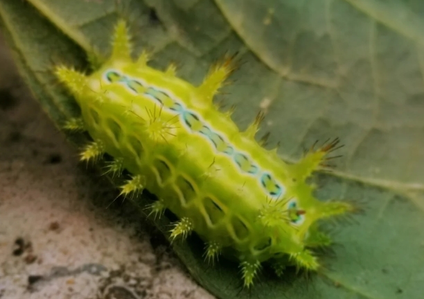 洋辣子的成虫体长15至16毫米,翅展36至40毫米,体绿色;复眼黑褐色;卵扁