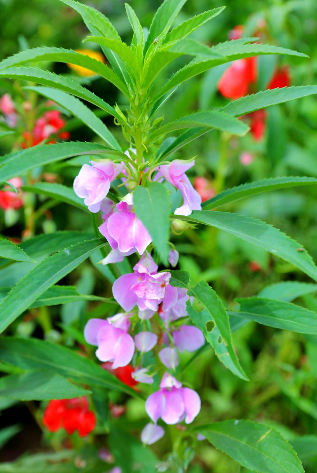 凤仙花开花全攻略:果实与种子的形成