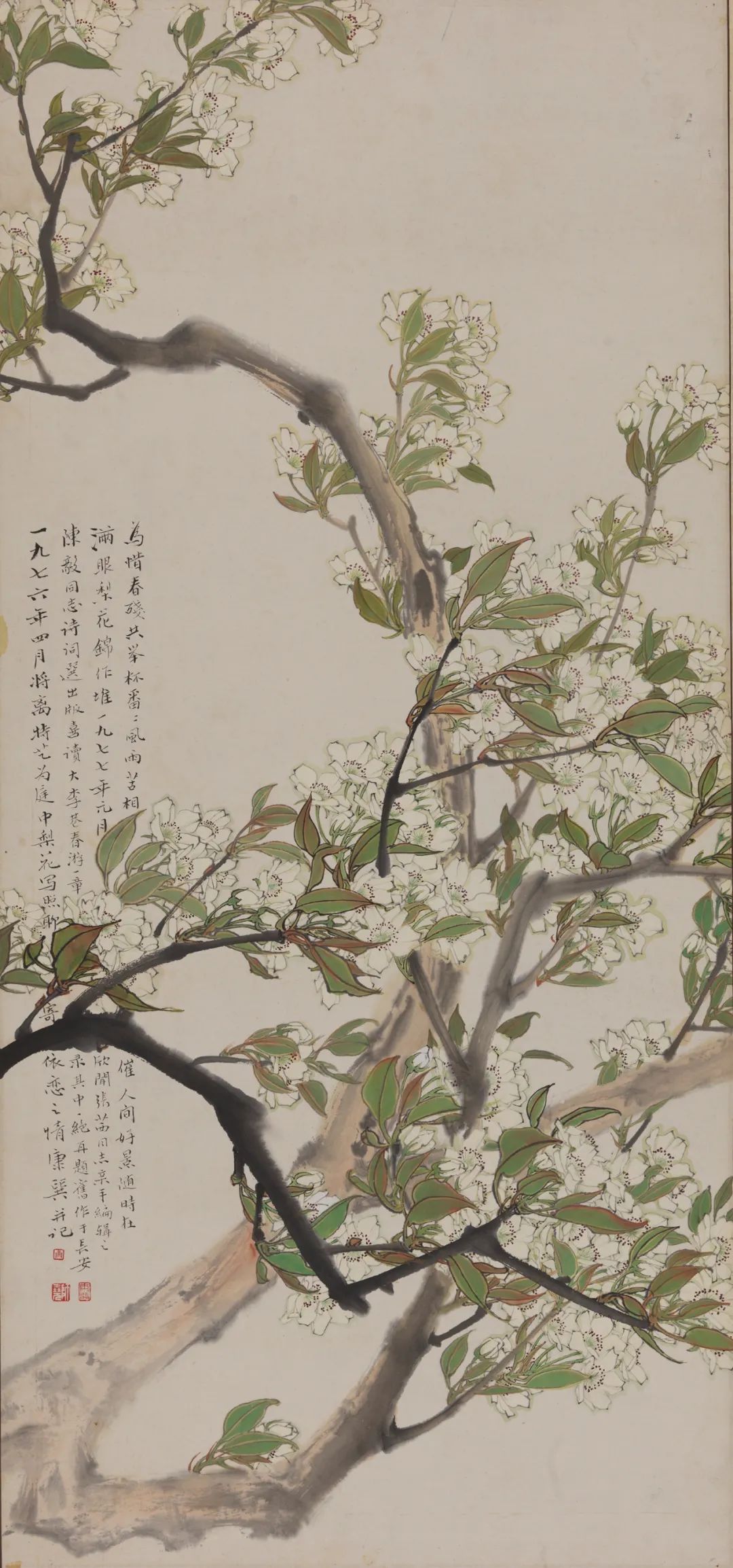 康師堯《梨花》國畫 1976年 44.5×96cm 中國美術館藏