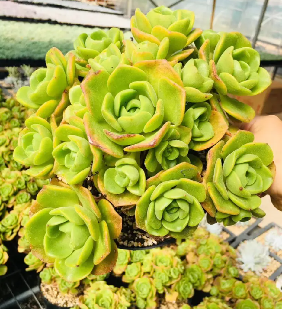 百合莉莉的养殖方法和注意事项,掌握技巧,让你的盆栽成为亮点!