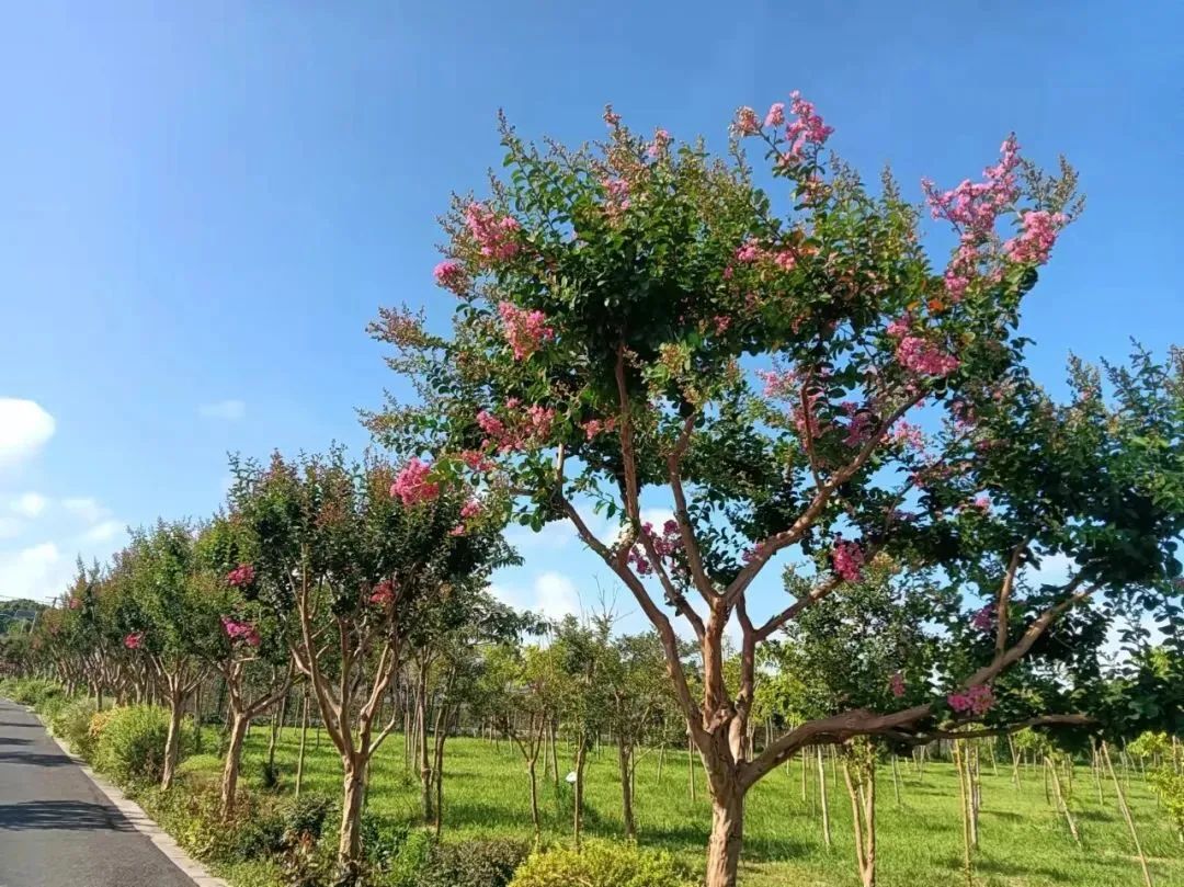 合庆郊野公园中盛开的紫薇缀满枝头,成串成团地簇拥着,花朵儿卷曲的