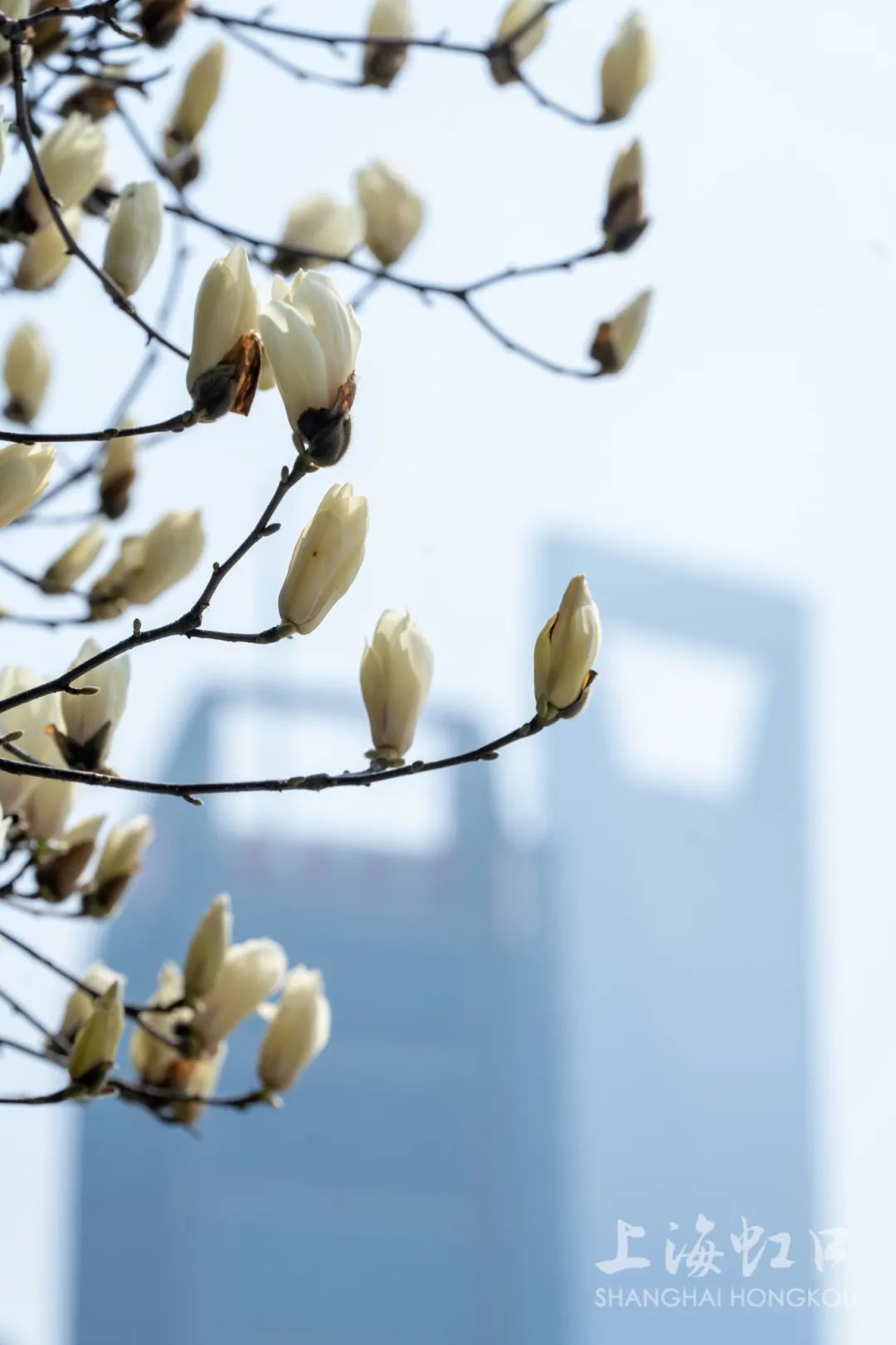 白玉兰象征着一种开路先锋,奋发向上的精神1986年被确定为上海市市花