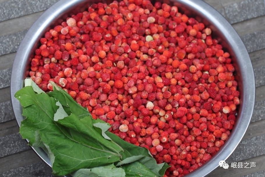 岷州山野野草莓也叫"瓢儿"此时,也是岷县食