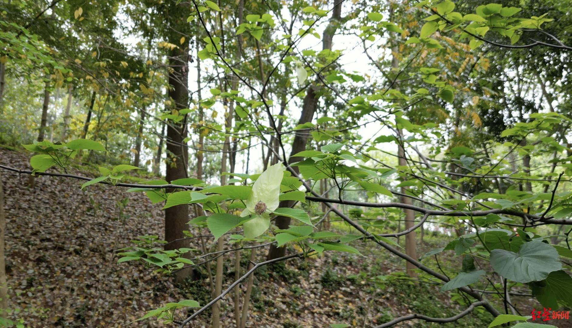 珙桐苗苗木基地图片