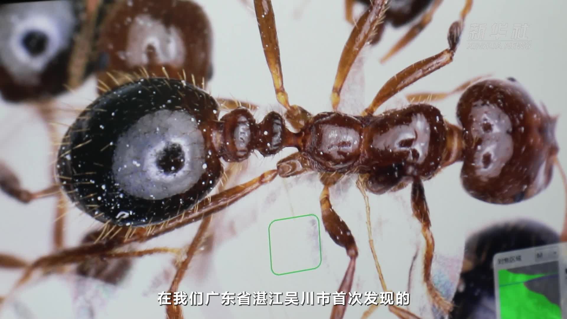 7年新入侵344个县市区红火蚁为何难防