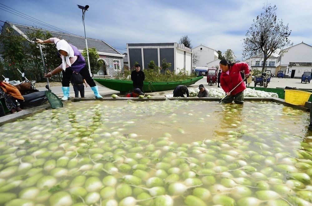 湖北老河口王府洲:碧波荡漾间 农家日子甜