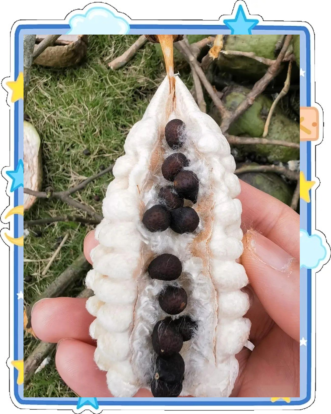 仔细观察木棉树,你会发现其上挂着类似小木瓜的种荚