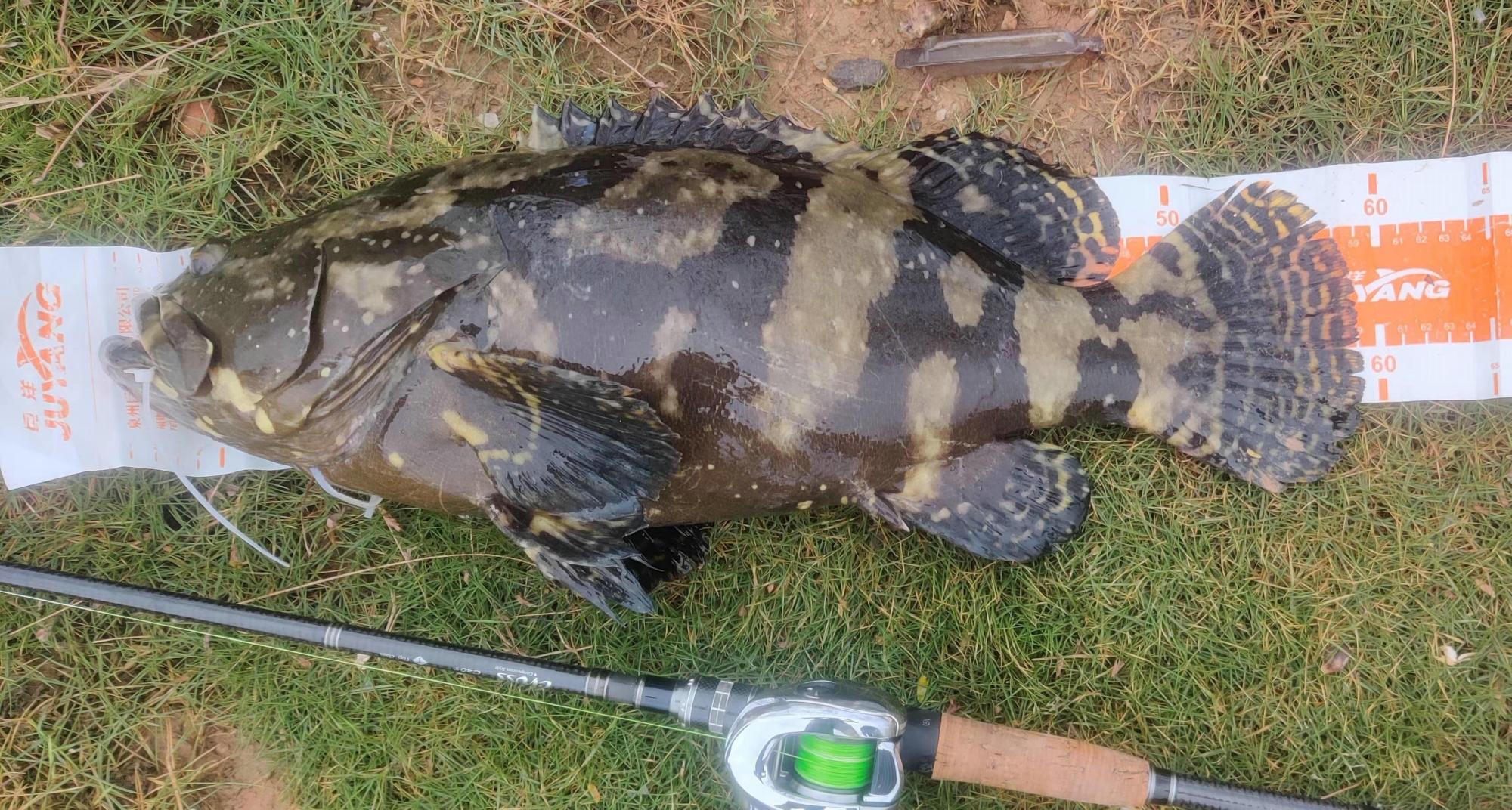 生态变好了?深圳钓友海滨钓获许多大石斑鱼,网友:不敢相信