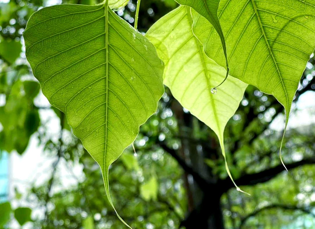 校园探秘:菩提树的传奇之旅与独特魅力