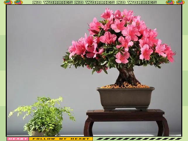 杜鹃花:被誉为"花中西施",不仅美丽还具有净化空气的神奇功效