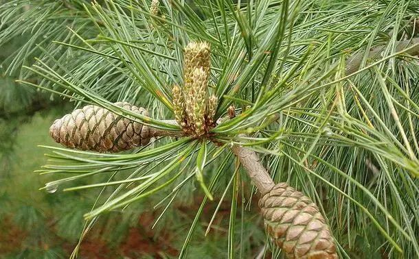 植树节带你认识认识长白山上树木的千种风情
