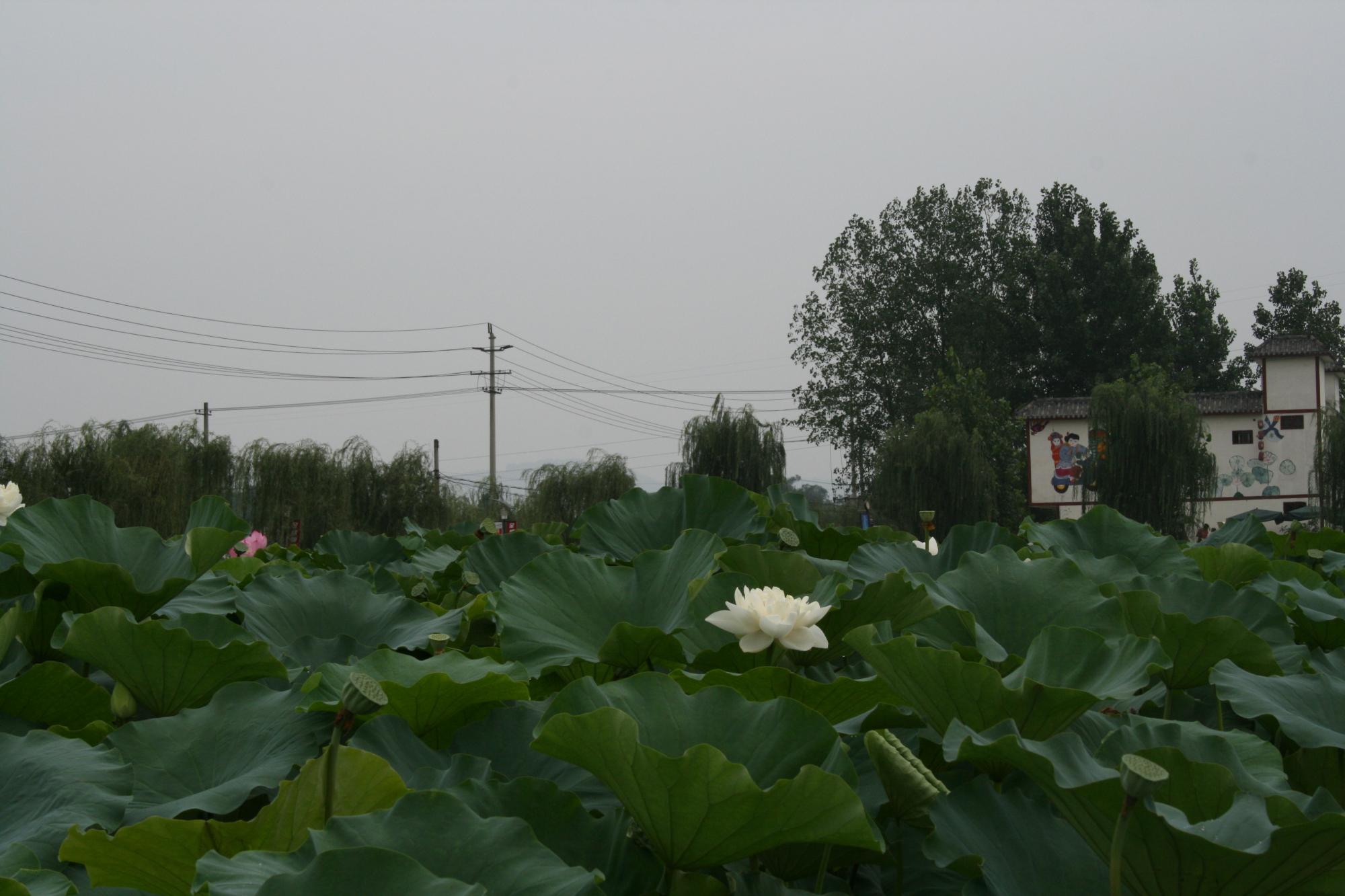 简兴福:成都双流区九江街道选派优秀退役军人担当社区书记