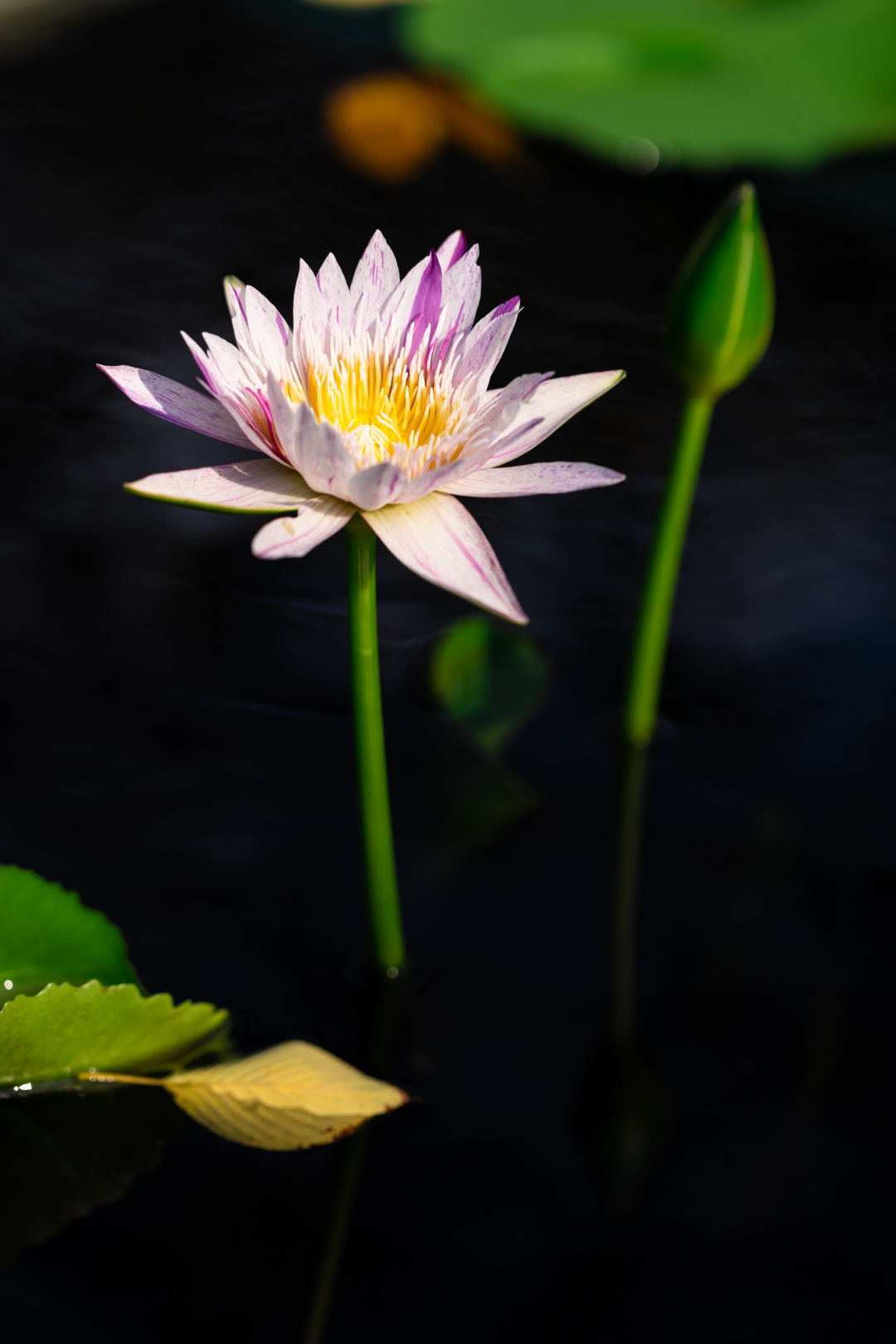 辰山睡莲唯美壁纸已上线,快收藏!