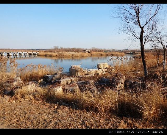 天津贝壳堤湿地公园图片