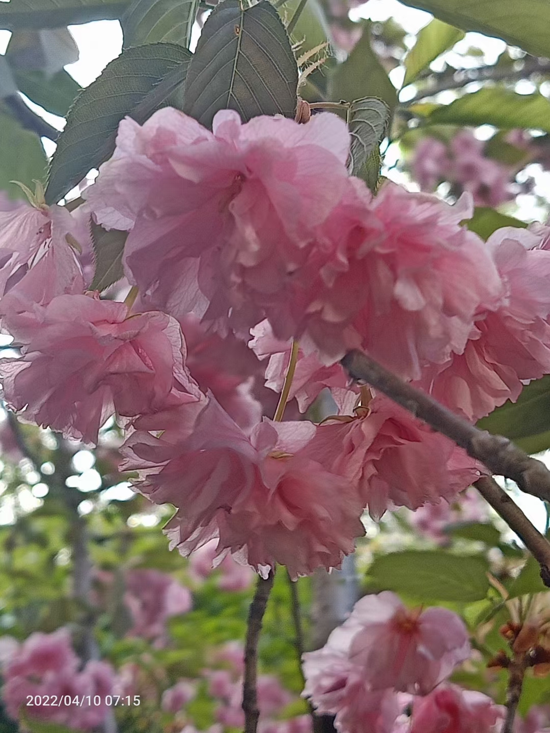 河满子·踏春(竹榭临屏)