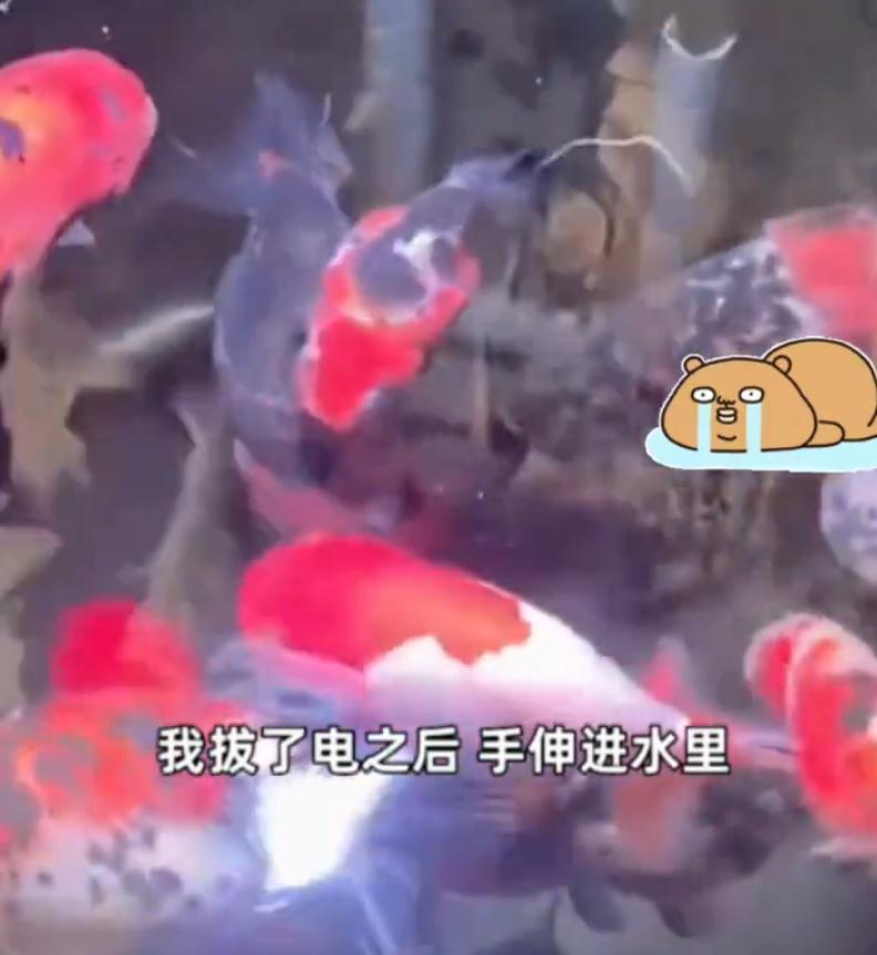电插排掉进鱼缸 26条金鱼被煮熟！