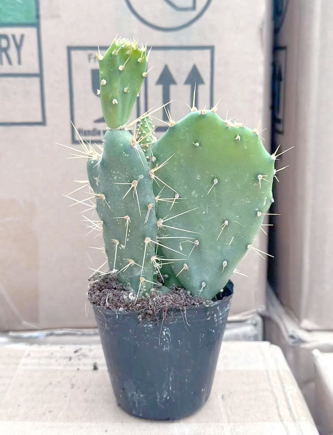 仙人掌科全面介绍:种植要点与多样品种概览