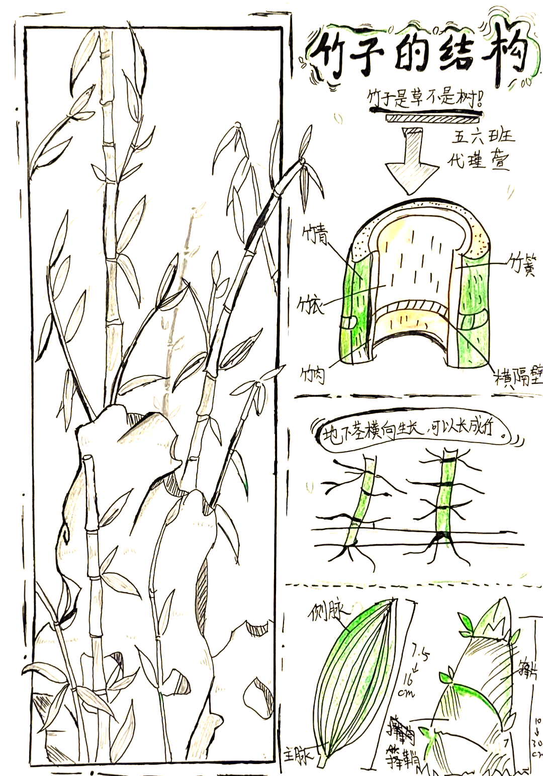 "竹"迹系列课程